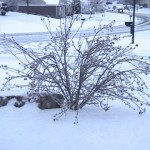 Garden snow